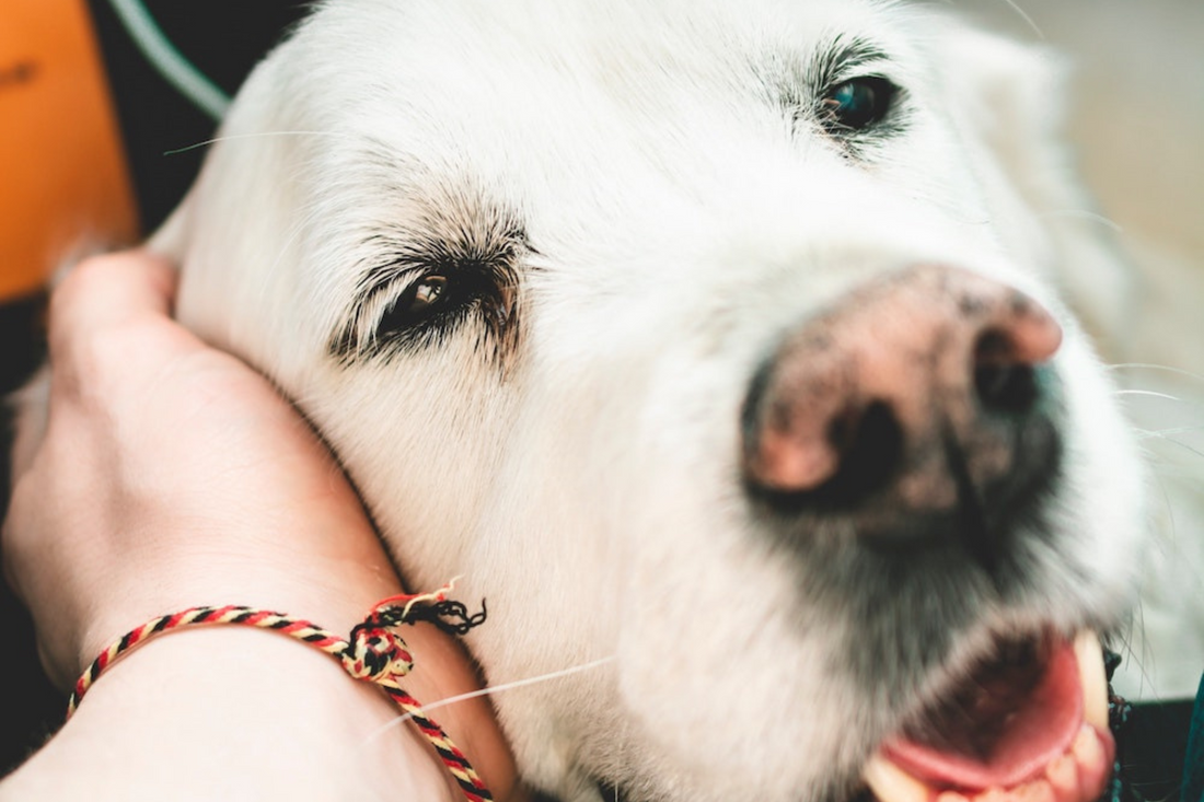 Espérance de vie des chiens selon les races