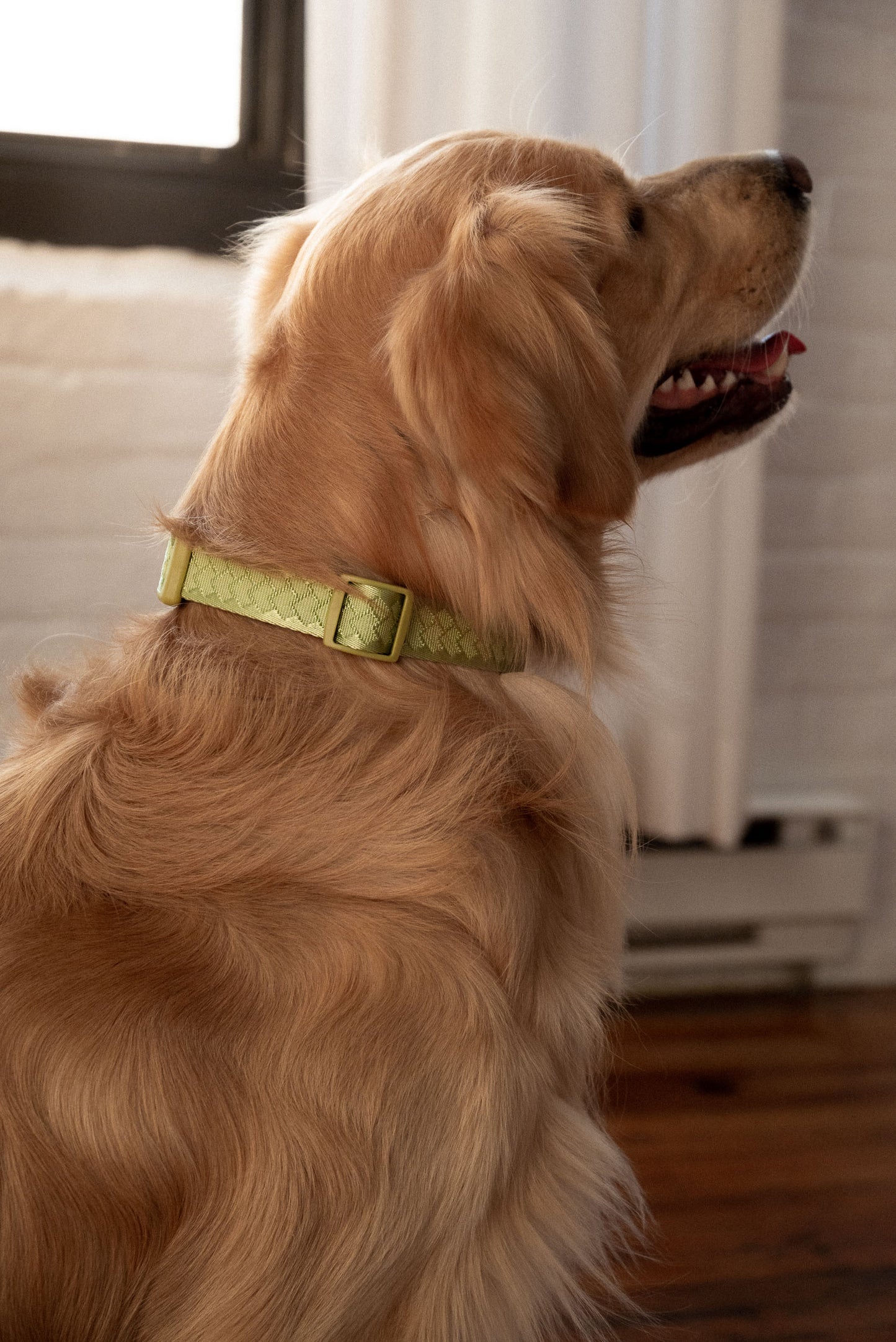 Matcha Daily Collar 