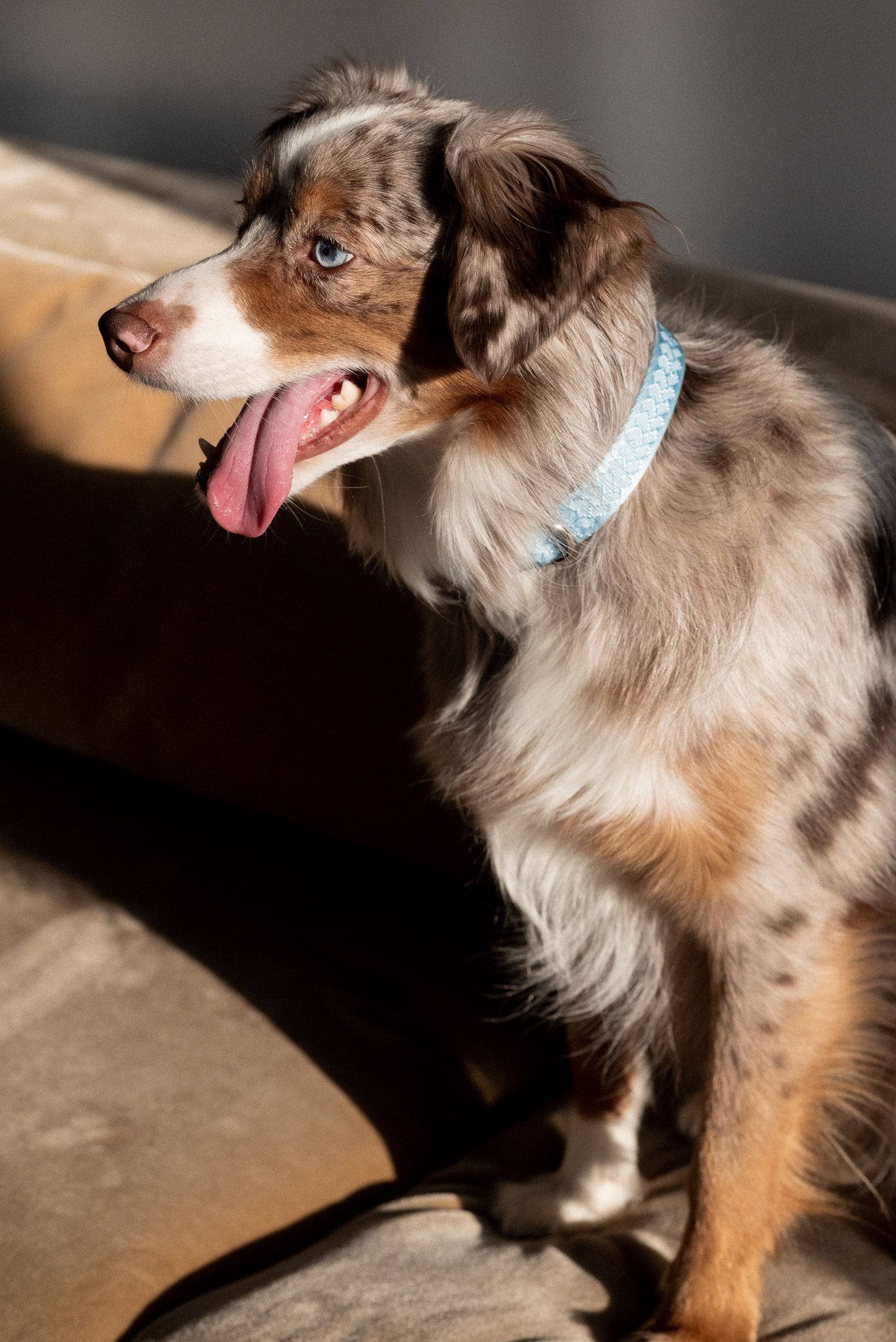 Cloud Daily Collar 