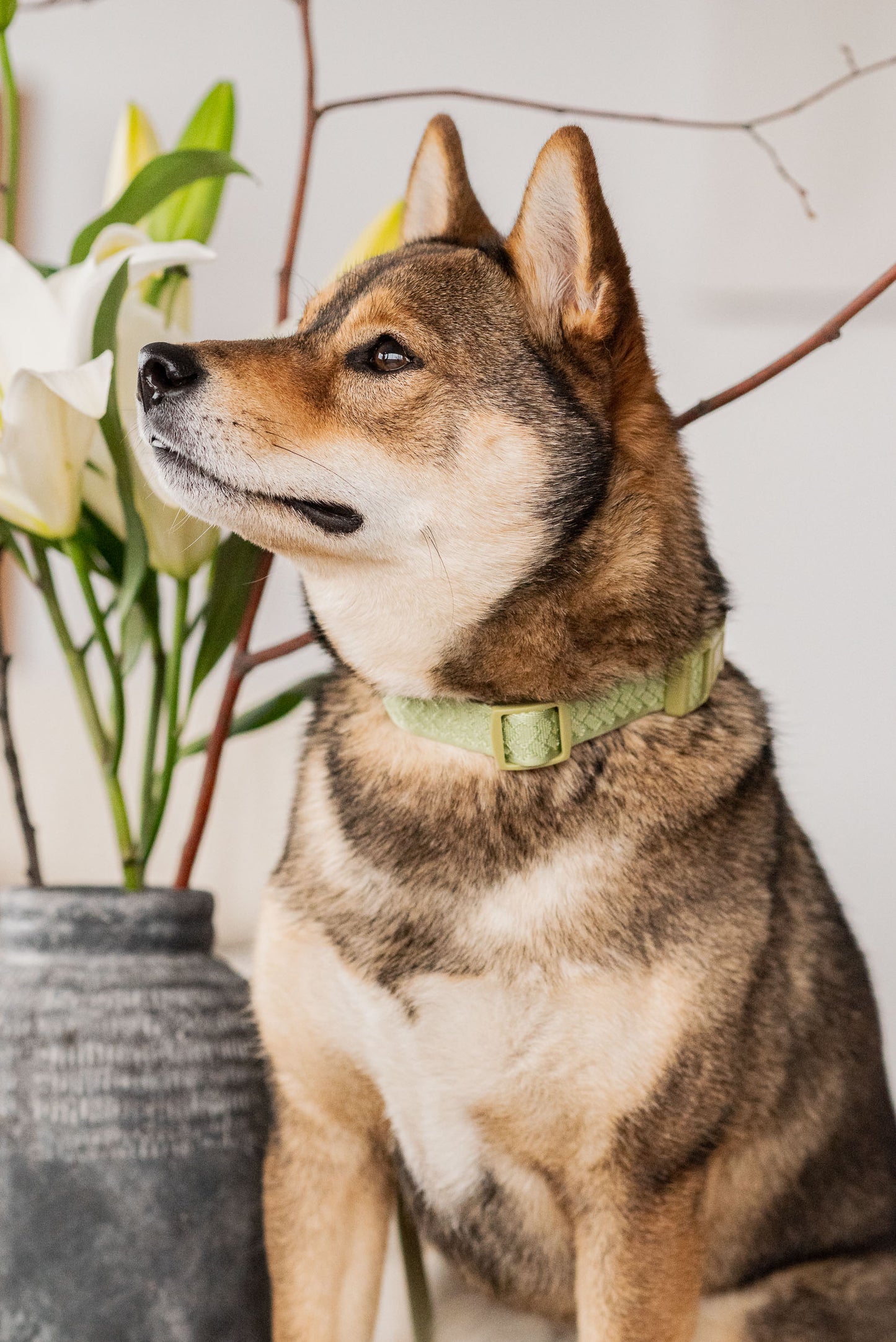 Matcha Daily Collar 