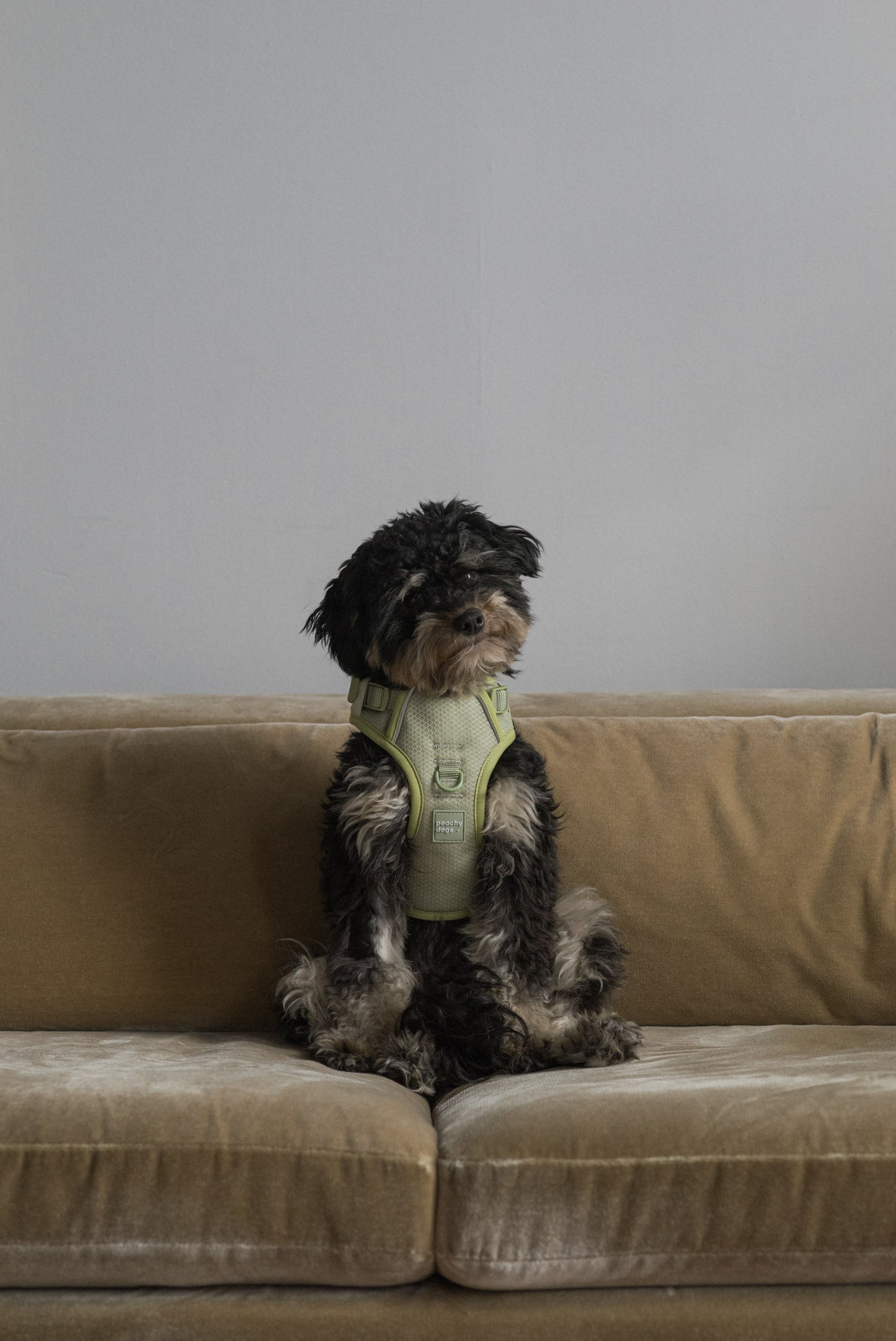 Matcha Harness