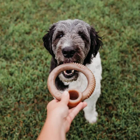 Benebone Anneau au bacon jouet pour chien Benebone