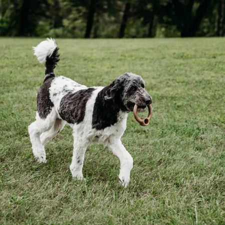 Benebone Anneau au bacon jouet pour chien Benebone