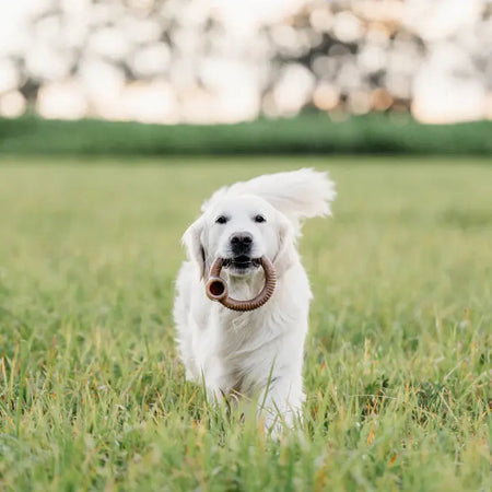 Benebone Anneau au bacon jouet pour chien Benebone