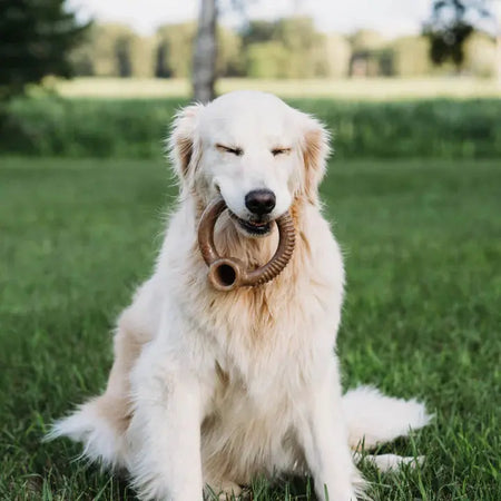 Benebone Anneau au bacon jouet pour chien Benebone