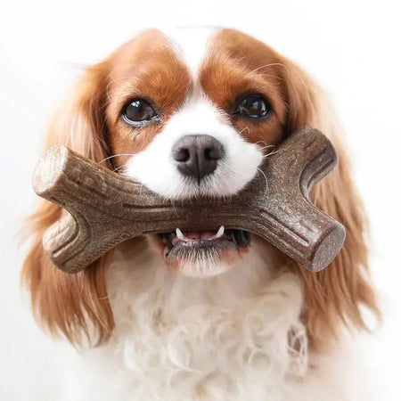 Benebone Bacon et Maplestick Érable - Jouet à mâcher pour chien de toutes tailles Benebone