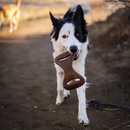 Benebone Dental Chew - Variété de tailles pour chien Benebone