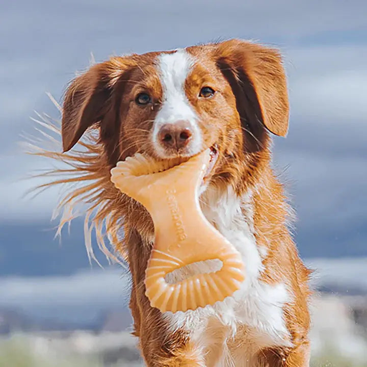 Benebone Dental Chew - Variété de tailles pour chien Benebone