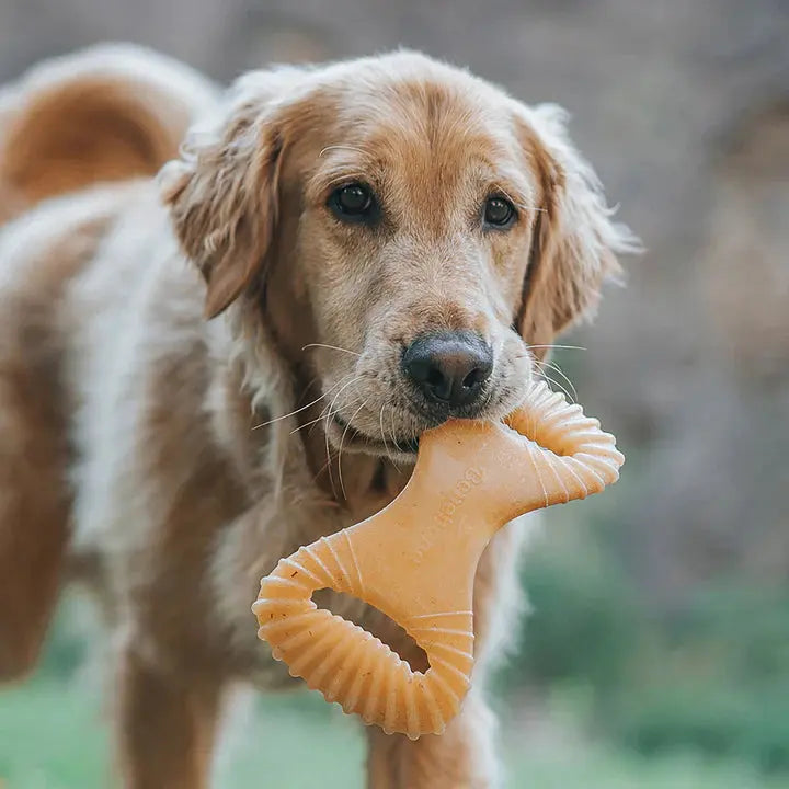 Benebone Dental Chew - Variété de tailles pour chien Benebone