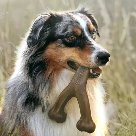 Benebone Wishbone - Jouet à mâcher pour chien de toutes tailles Benebone