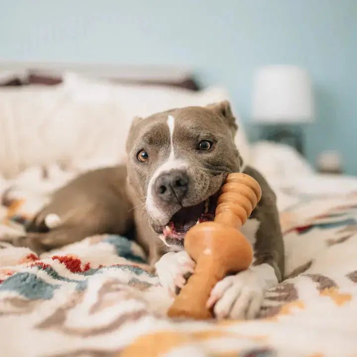 Benebone Zaggler - Variétés disponibles pour chien Benebone