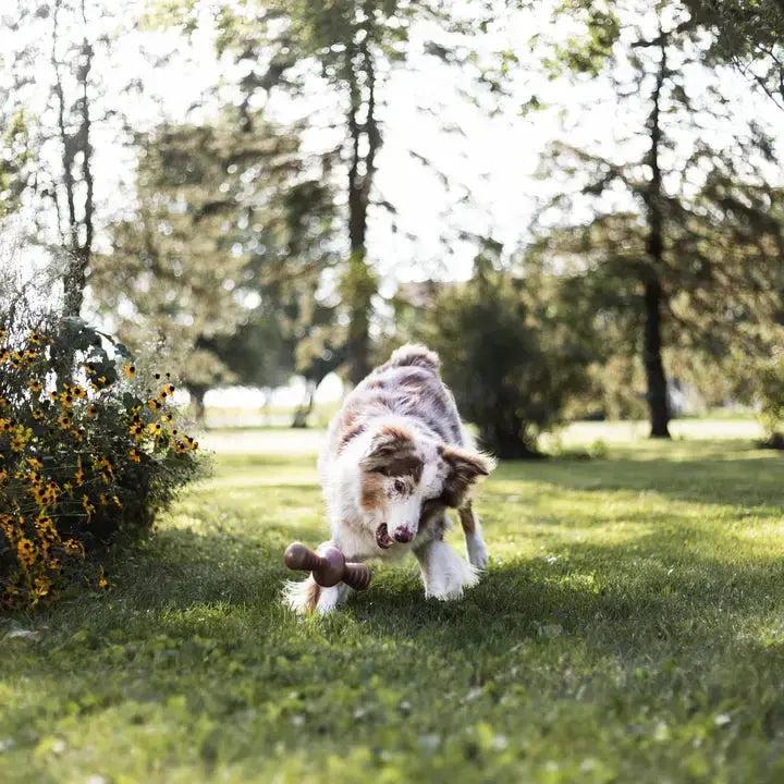 Benebone Zaggler - Variétés disponibles pour chien Benebone