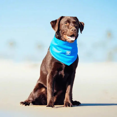 Canada Pooch Bandana et Refroidissant Bandana Collection Canada Pooch