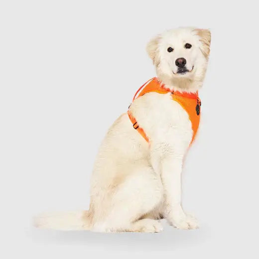 Canada Pooch - Harnais pour chien Everything Harness Canada Pooch