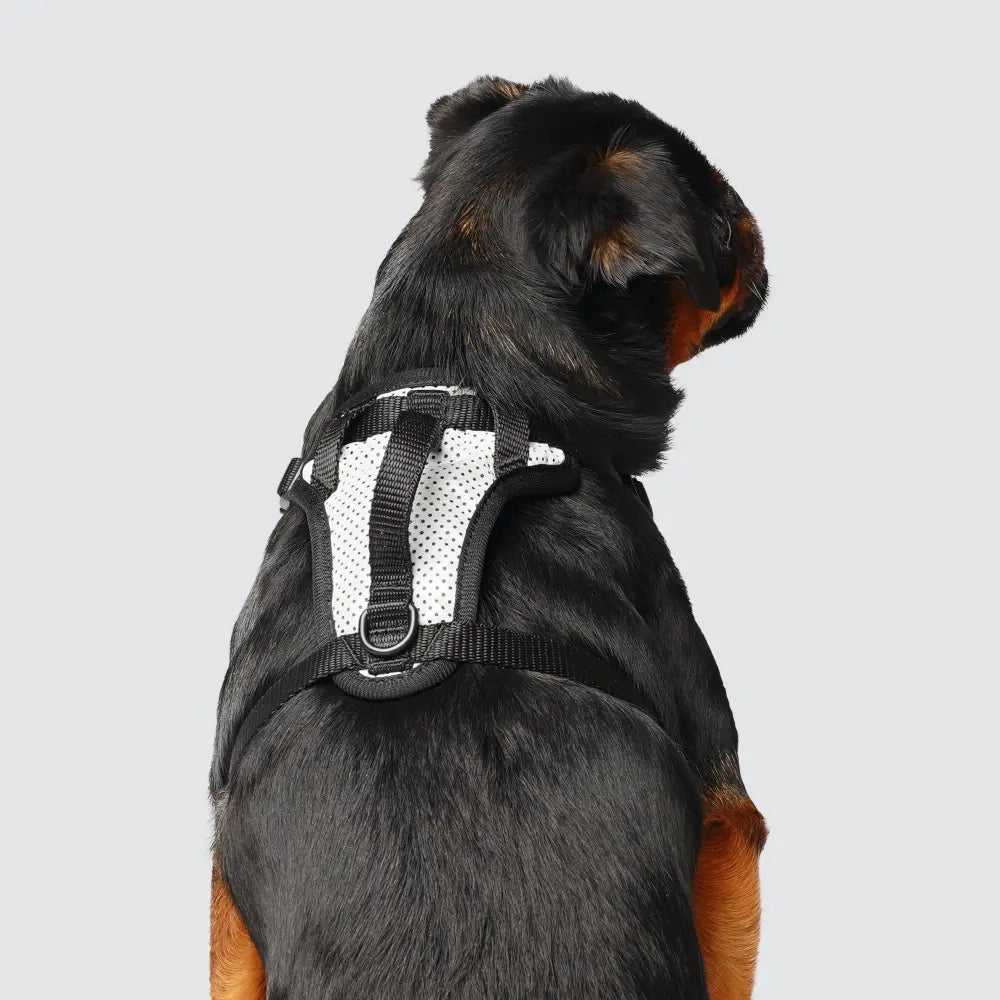 Canada Pooch - Harnais pour chien Everything Harness Canada Pooch