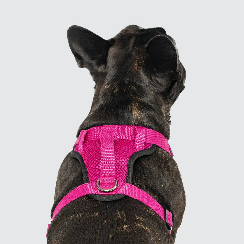 Canada Pooch - Harnais pour chien Everything Harness Canada Pooch