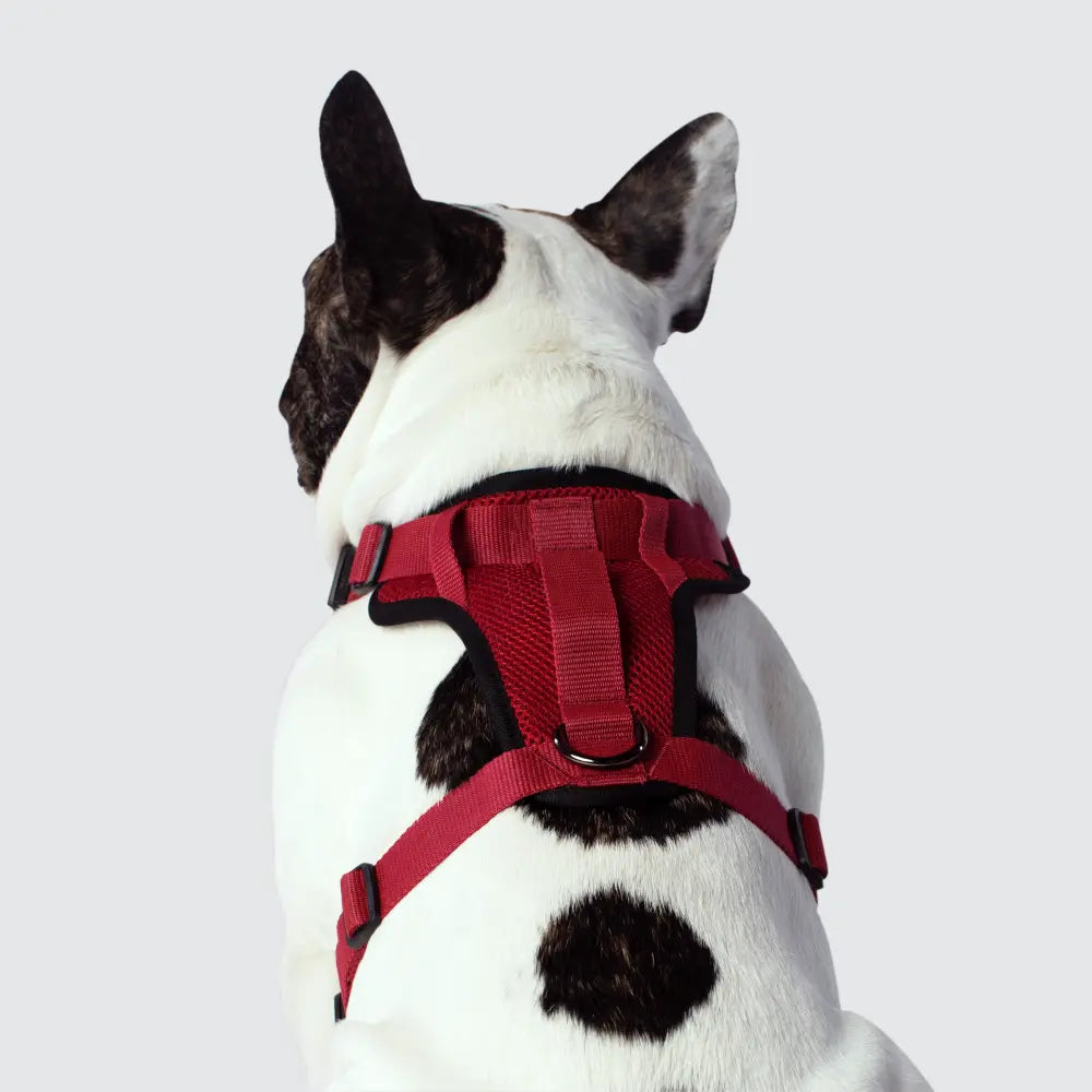 Canada Pooch - Harnais pour chien Everything Harness Canada Pooch