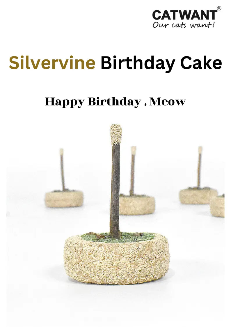 Catwant - Gâteau d'anniversaire Silvervine Catwant