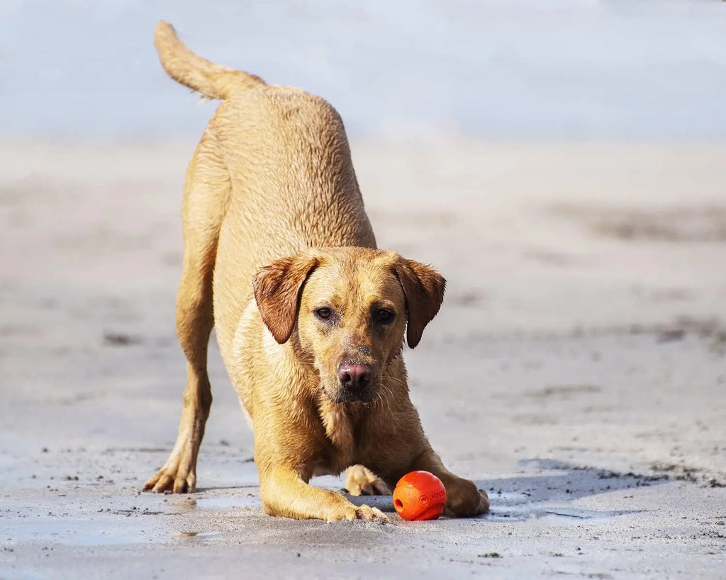 Chuck It - Fetch Balle pour chien ChuckIt