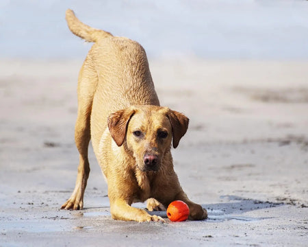 Chuck It - Fetch Balle pour chien ChuckIt