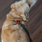 2 in 1 Leash And Harness