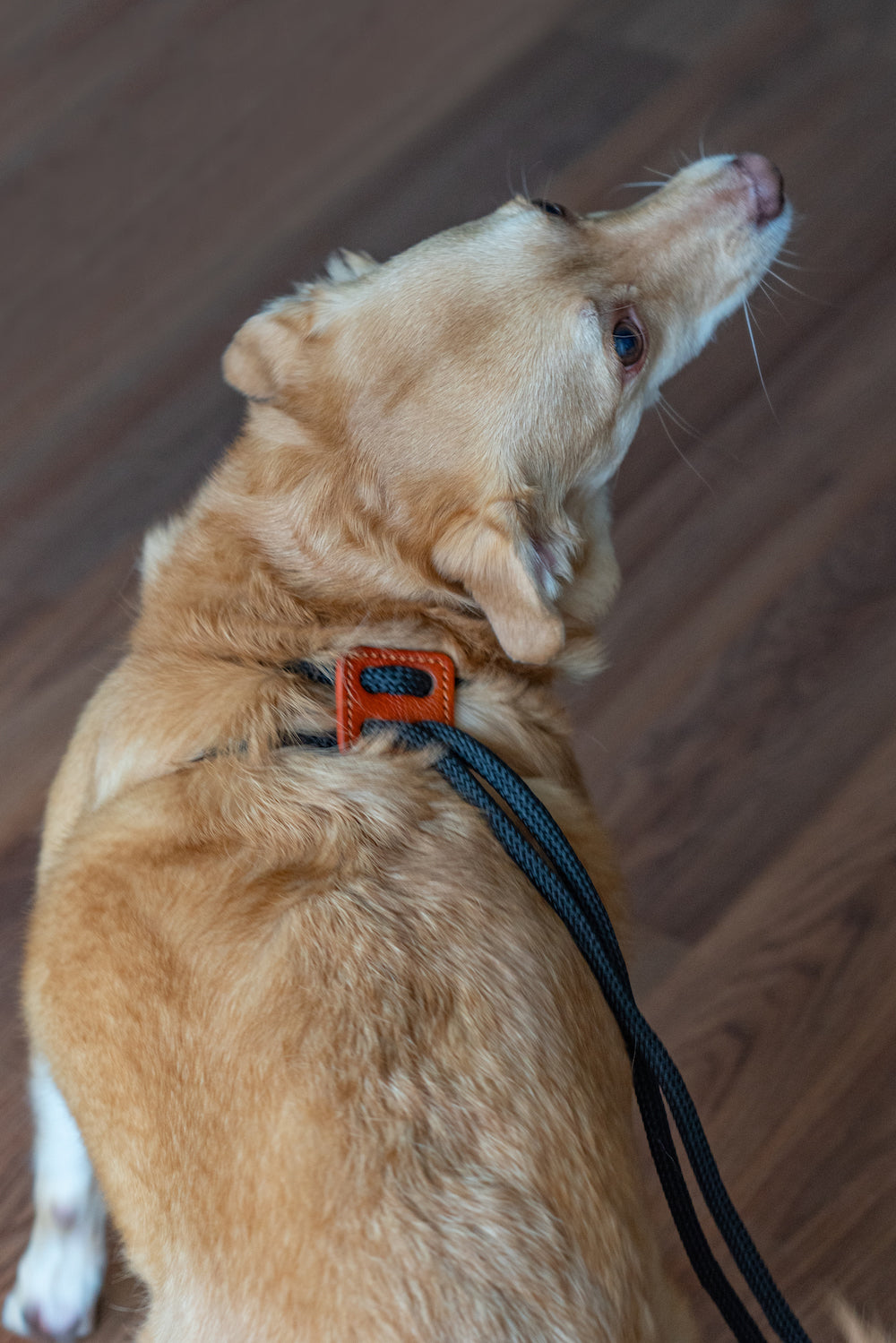 2 in 1 Leash And Harness