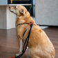 2 in 1 Leash And Harness