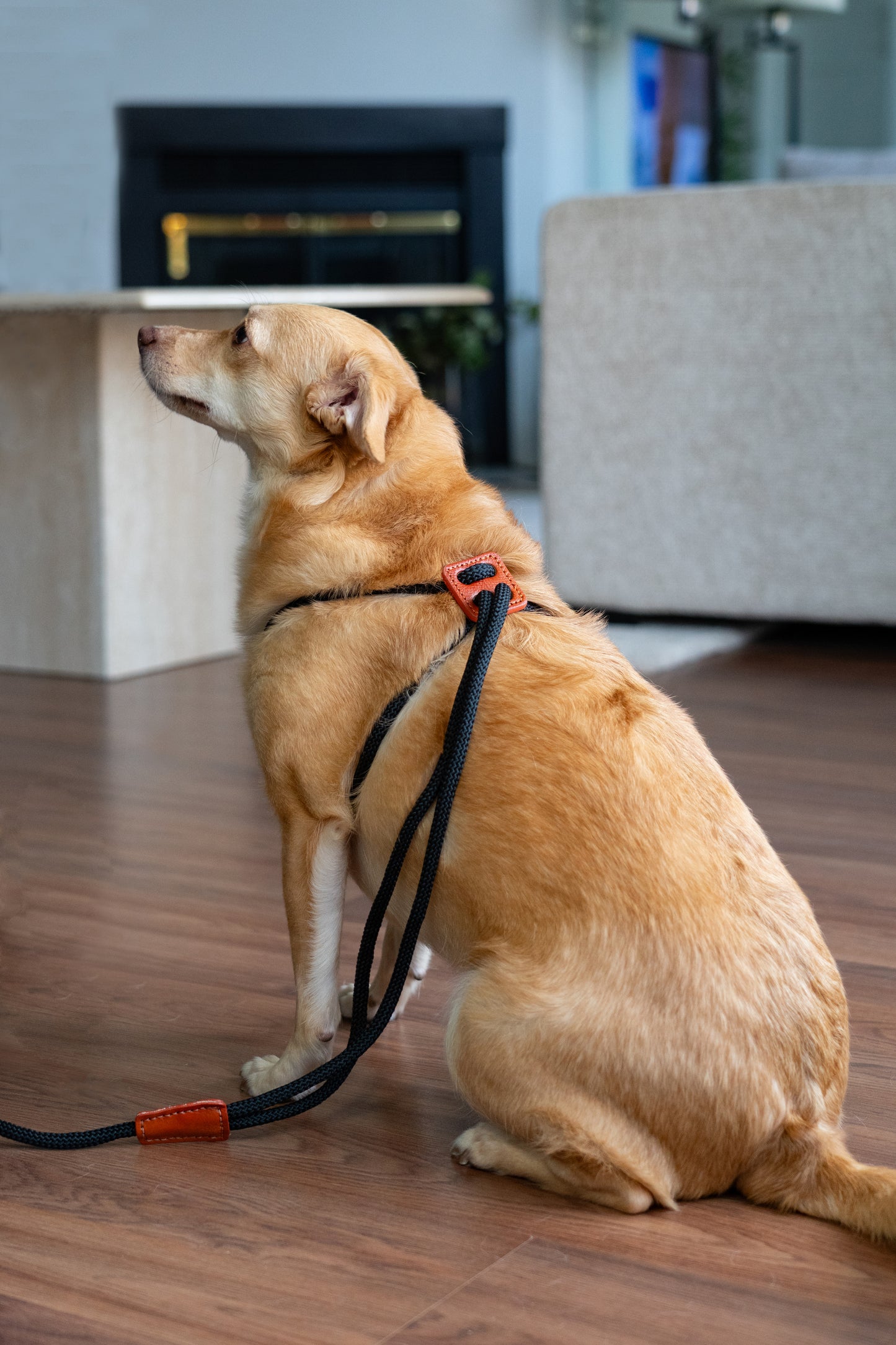 2 in 1 Leash And Harness