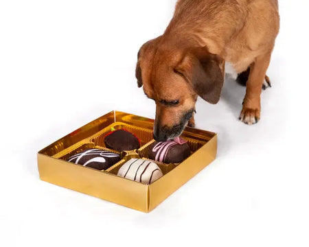 Foodies - Dogiva toutou jouet pour chien FabDog