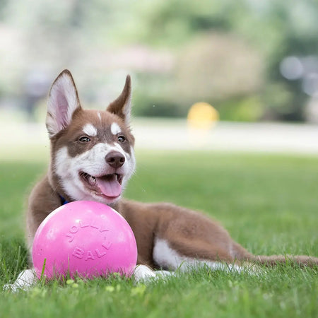 Jolly Pets - Bounce-N-Play Ballon pour chien Jolly Pet