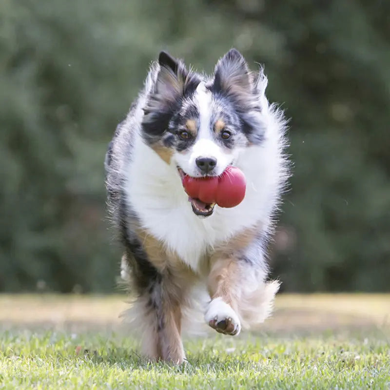 KONG - Classic Jouet pour chien KONG ™