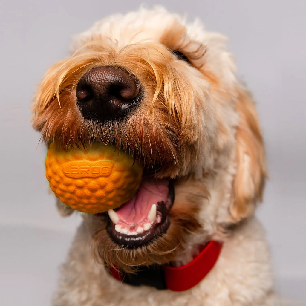 LaRoo - Balle Dura résistante et durable pour chien LaRoo