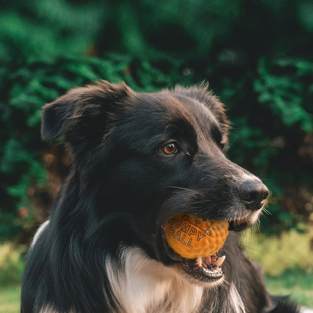 LaRoo - Balle Dura résistante et durable pour chien LaRoo