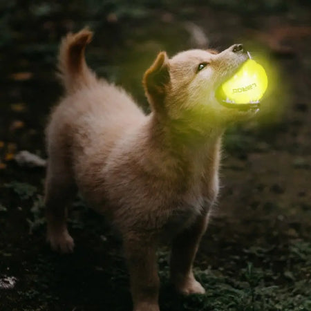 LaRoo - Balle LED qui illumine la nuit pour Chien LaRoo