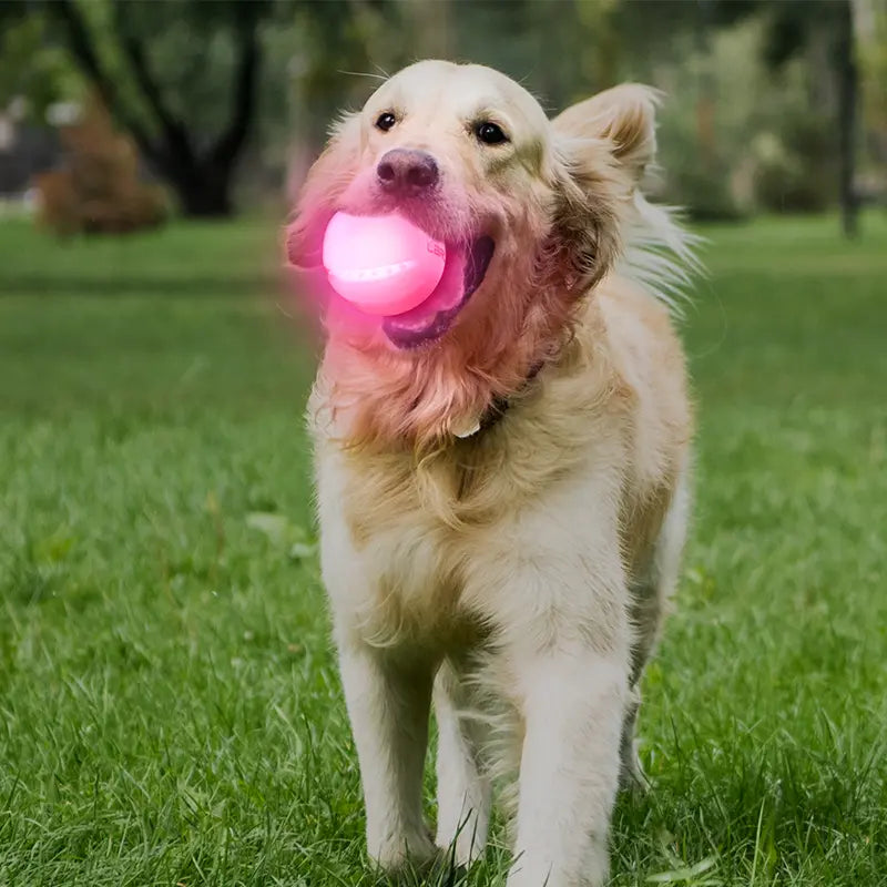 LaRoo - Balle LED qui illumine la nuit pour Chien LaRoo