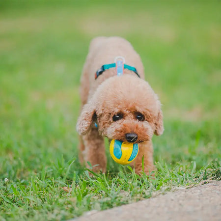 LaRoo - Balle Rebondissante pour chien LaRoo