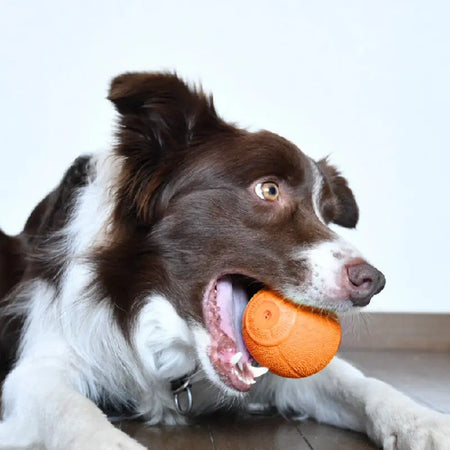 LaRoo - Balle Rugby en Caoutchouc pour chien LaRoo