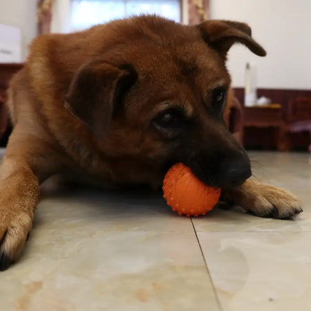 LaRoo - Balle Softball en Caoutchouc pour chien LaRoo