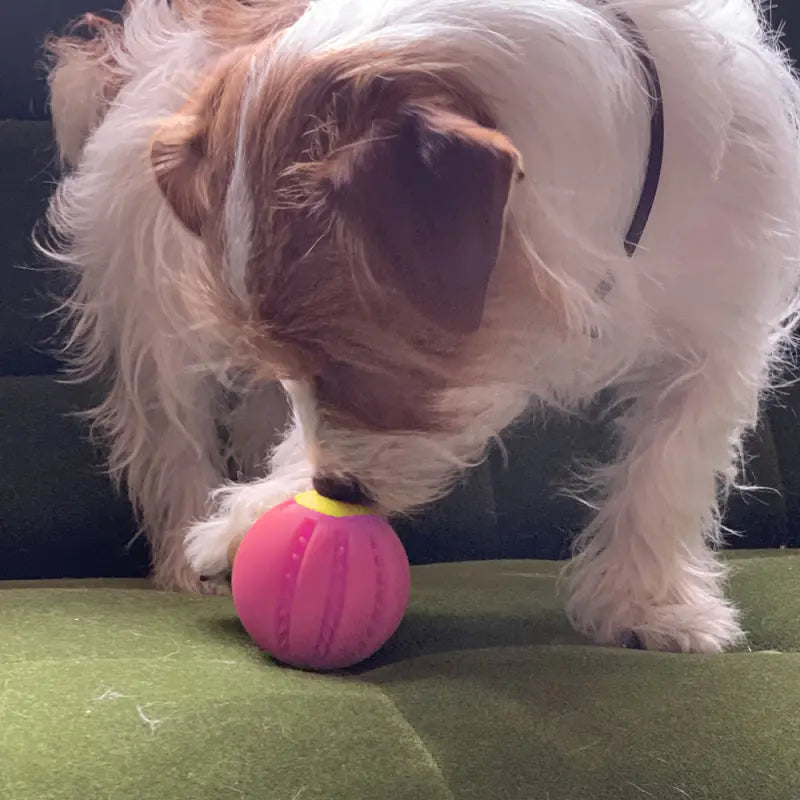 LaRoo - Balle à Mâcher pour chien LaRoo