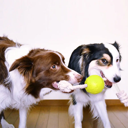 LaRoo - Balle avec Corde pour chien LaRoo