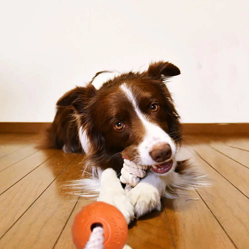 LaRoo - Balle avec Corde pour chien LaRoo