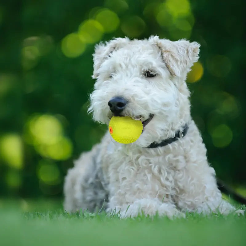 LaRoo - Balle en Caoutchouc pour chiot et petit chien LaRoo