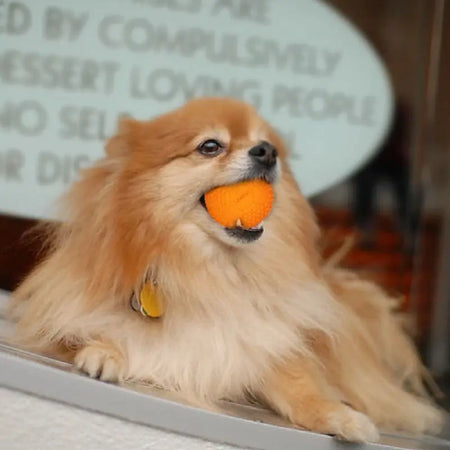 LaRoo - Balle en Caoutchouc pour chiot et petit chien LaRoo