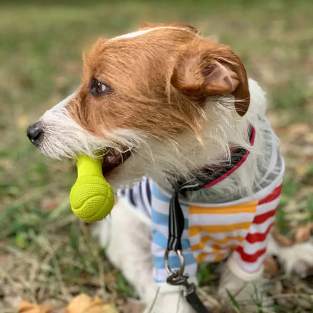 LaRoo - Haltère en Caoutchouc pour chien LaRoo