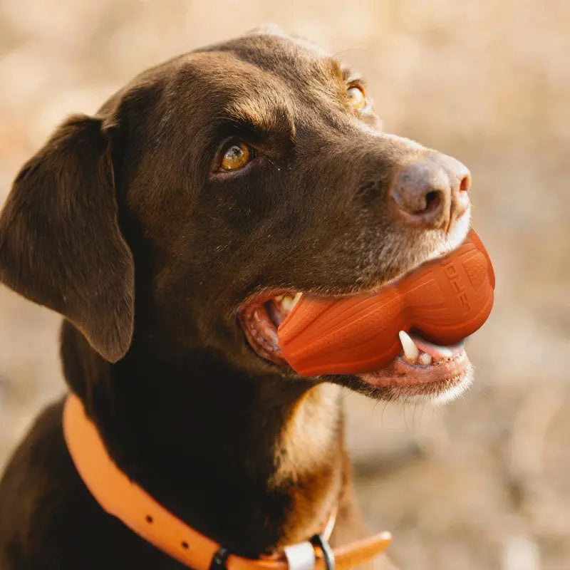 LaRoo - Jouet pour Friandises pour chien LaRoo