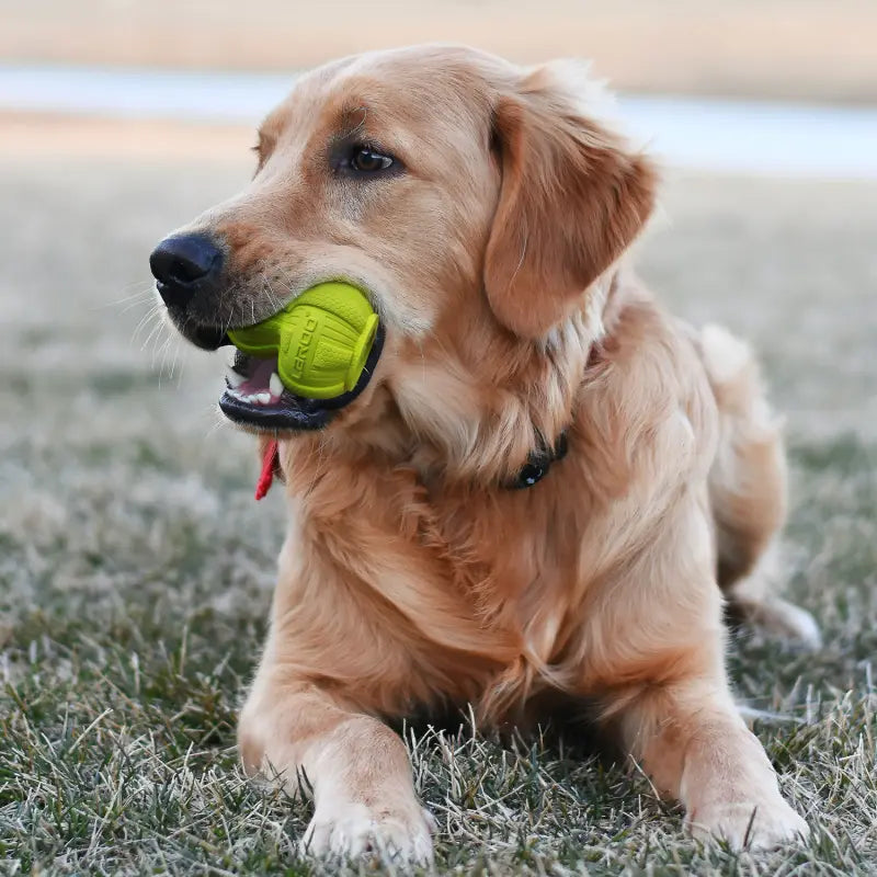 LaRoo - Jouet pour Friandises pour chien LaRoo