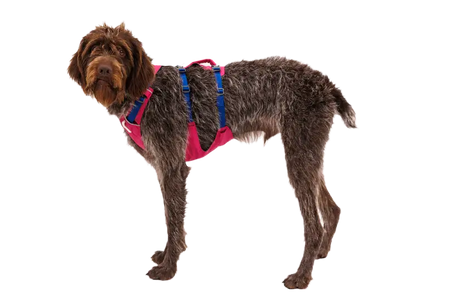 Ruffwear - Harnais Flagline Ruffwear