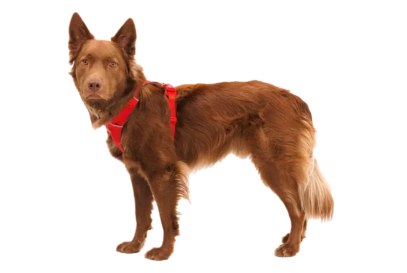 Ruffwear - Harnais Front Range Ruffwear