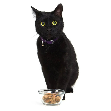 Smack - Baie Chats - Nourriture pour chats en différentes tailles Smack Pet Food