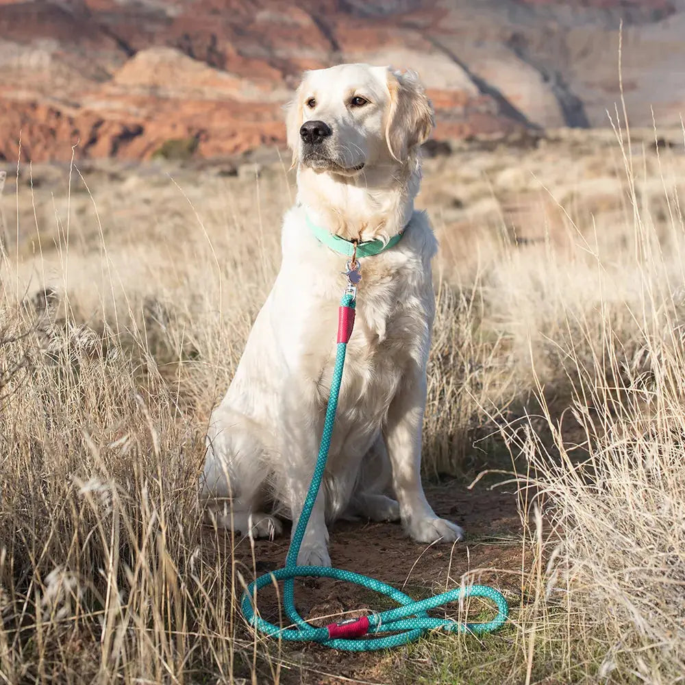 ZippyPaws Mod Essential Leash – laisse pour chien Zippy Paws